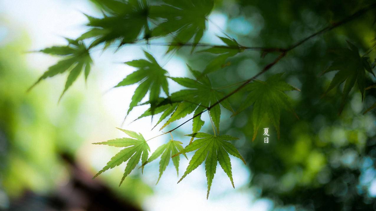 网红商城